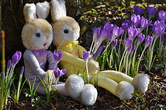 Two plush bunny toys sitting among blooming purple crocuses in a garden