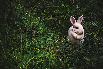 White Rabbit Sitting in Tall Green Grass