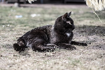 Black cat with white chest resting on dry grass outdoors