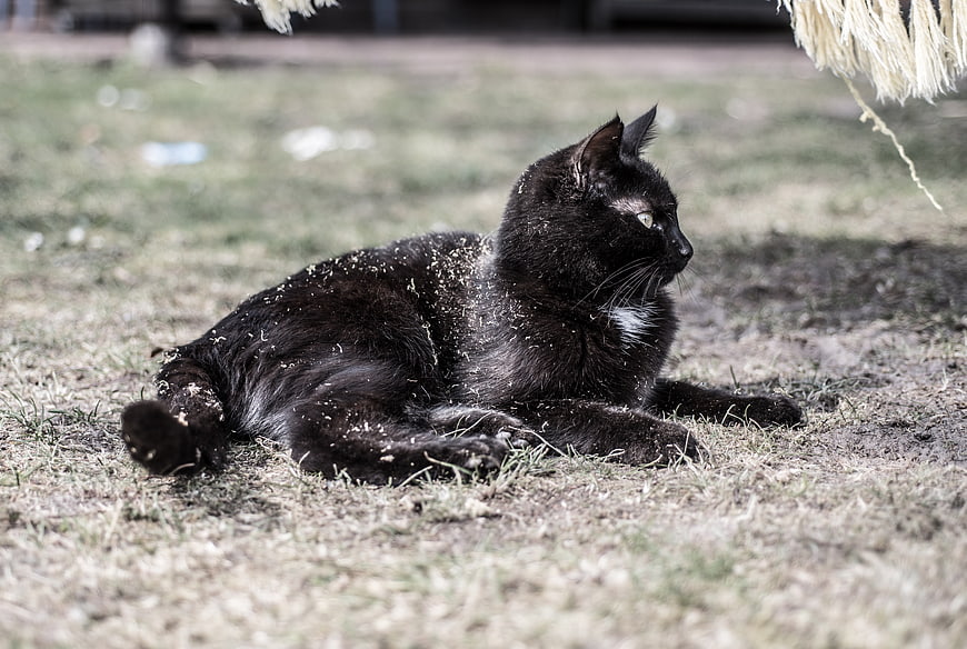 Black cat with white chest resting on dry grass outdoors