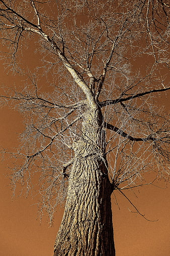 Bare Tree Trunk Against Rust Orange Sky
