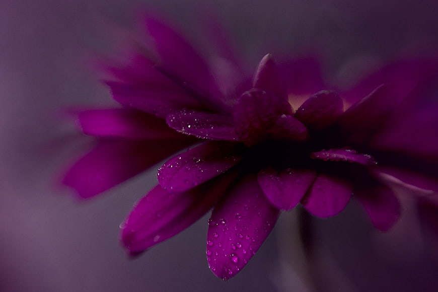 Close-up of purple flower petals with water droplets