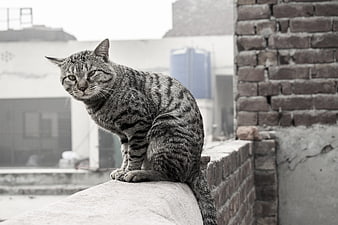 Gray Tabby Cat Sitting on Brick Wall