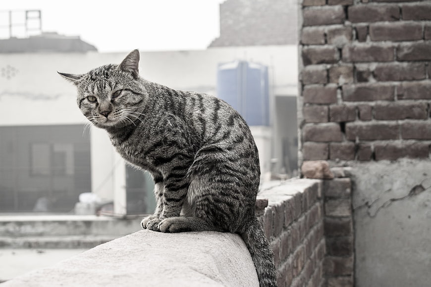 Gray Tabby Cat Sitting on Brick Wall