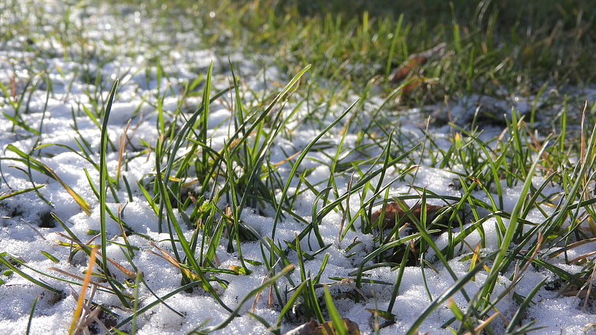 Green grass blades poking through light snow cover