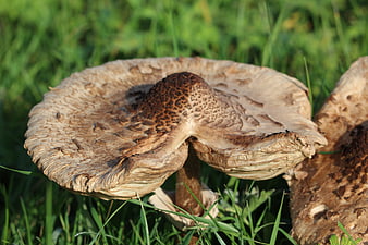 Close-up of large brown parasol mushroom in green grass