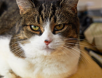 Close-up portrait of a tabby and white cat with green eyes