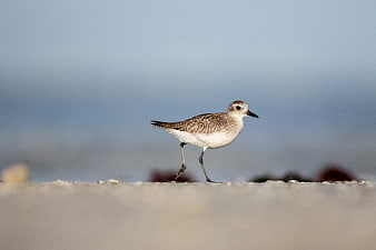 Small Plover Bird Walking on Sandy Beach Shore