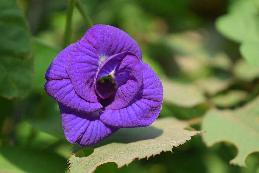 Close-up of vibrant purple butterfly pea flower