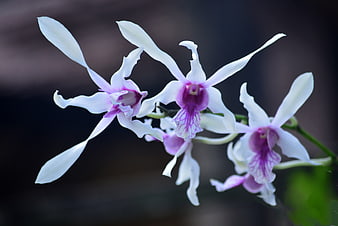 White and Purple Orchid Flowers on Dark Background