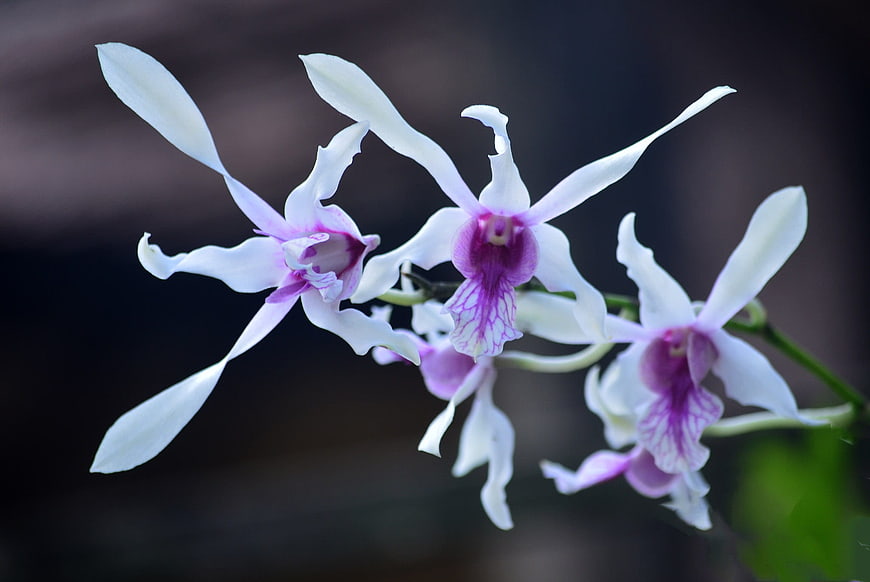 White and Purple Orchid Flowers on Dark Background
