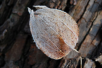 Frosted Physalis Husk on Tree Bark