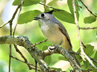 Tufted Titmouse perched on a tree branch in nature