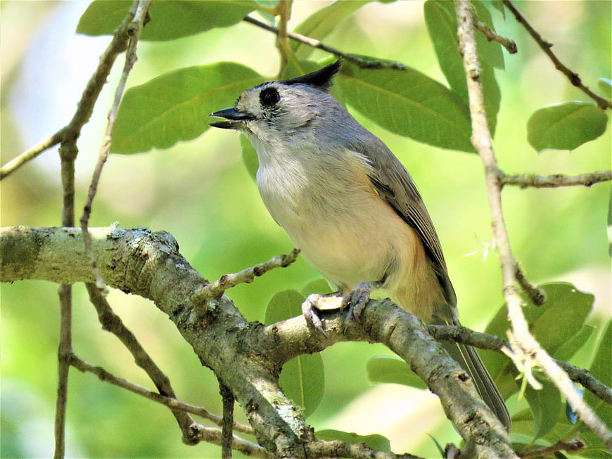 Tufted Titmouse perched on a tree branch in nature