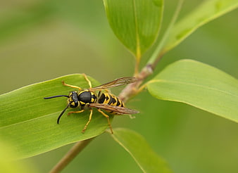 Close-up of Yellowjacket Wasp on Green Leaf