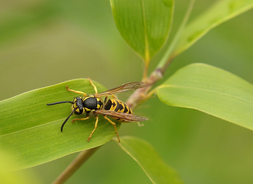 Close-up of Yellowjacket Wasp on Green Leaf