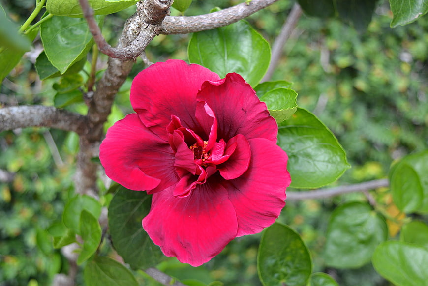Vibrant Red Double Hibiscus Flower in Bloom