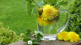 Fresh Dandelion Flowers in Glass Mug with Strawberry Leaves