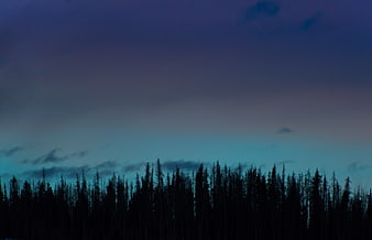 Silhouette of Pine Forest Against Twilight Sky