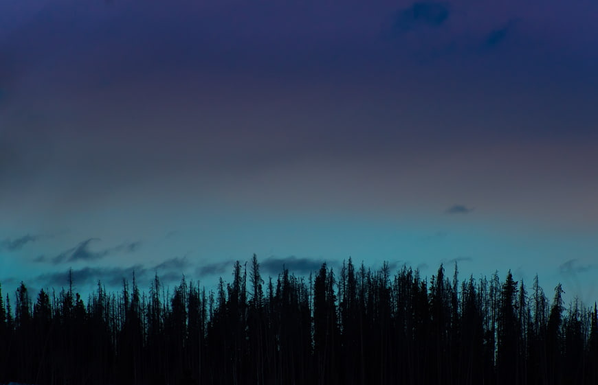 Silhouette of Pine Forest Against Twilight Sky