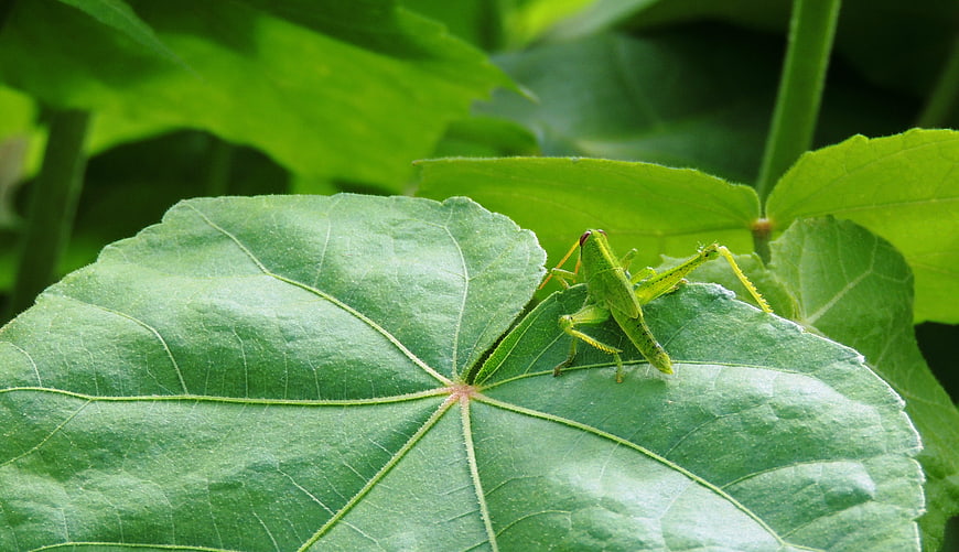 Green Grasshopper on Large Leaf in Natural Garden Setting
