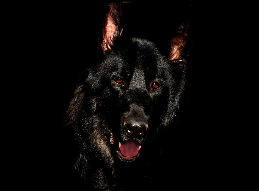 Dramatic portrait of a black German Shepherd dog