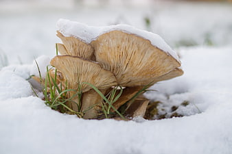 Oyster mushrooms emerging from snow in winter forest
