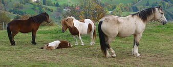 Horses and Ponies Grazing in Green Meadow