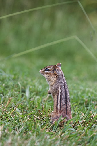 Chipmunk Standing Alert in Green Grass