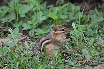 Cute chipmunk eating a nut in green grass