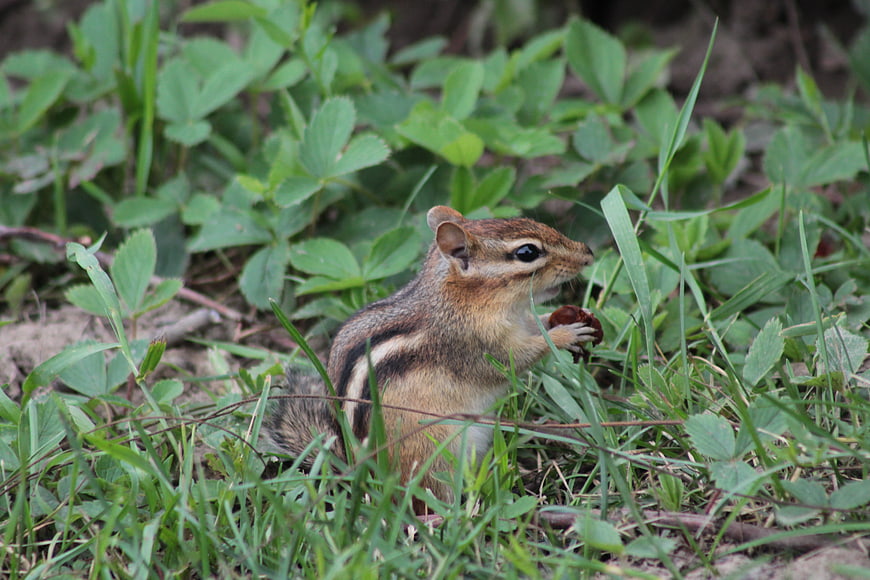 Cute chipmunk eating a nut in green grass