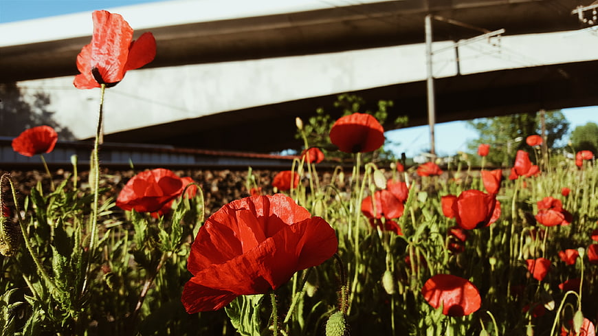 Red Poppies Blooming Under Concrete Railway Bridge