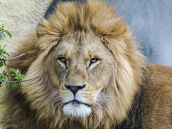 Close-up portrait of a majestic male lion with a full mane
