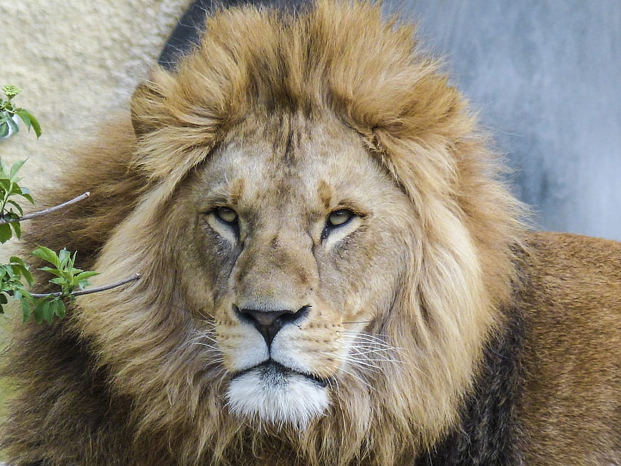 Close-up portrait of a majestic male lion with a full mane