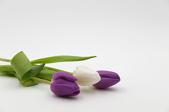 Purple and White Tulips on White Background