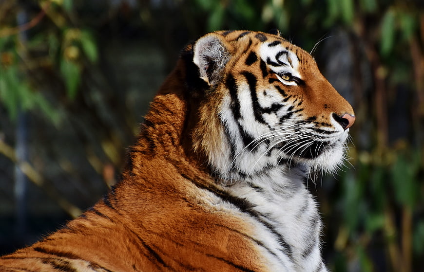 Majestic Tiger Head Profile Portrait in Sunlight