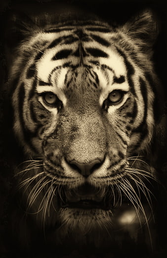 Sepia Tiger Close Up Portrait Dramatic Wild Animal Face