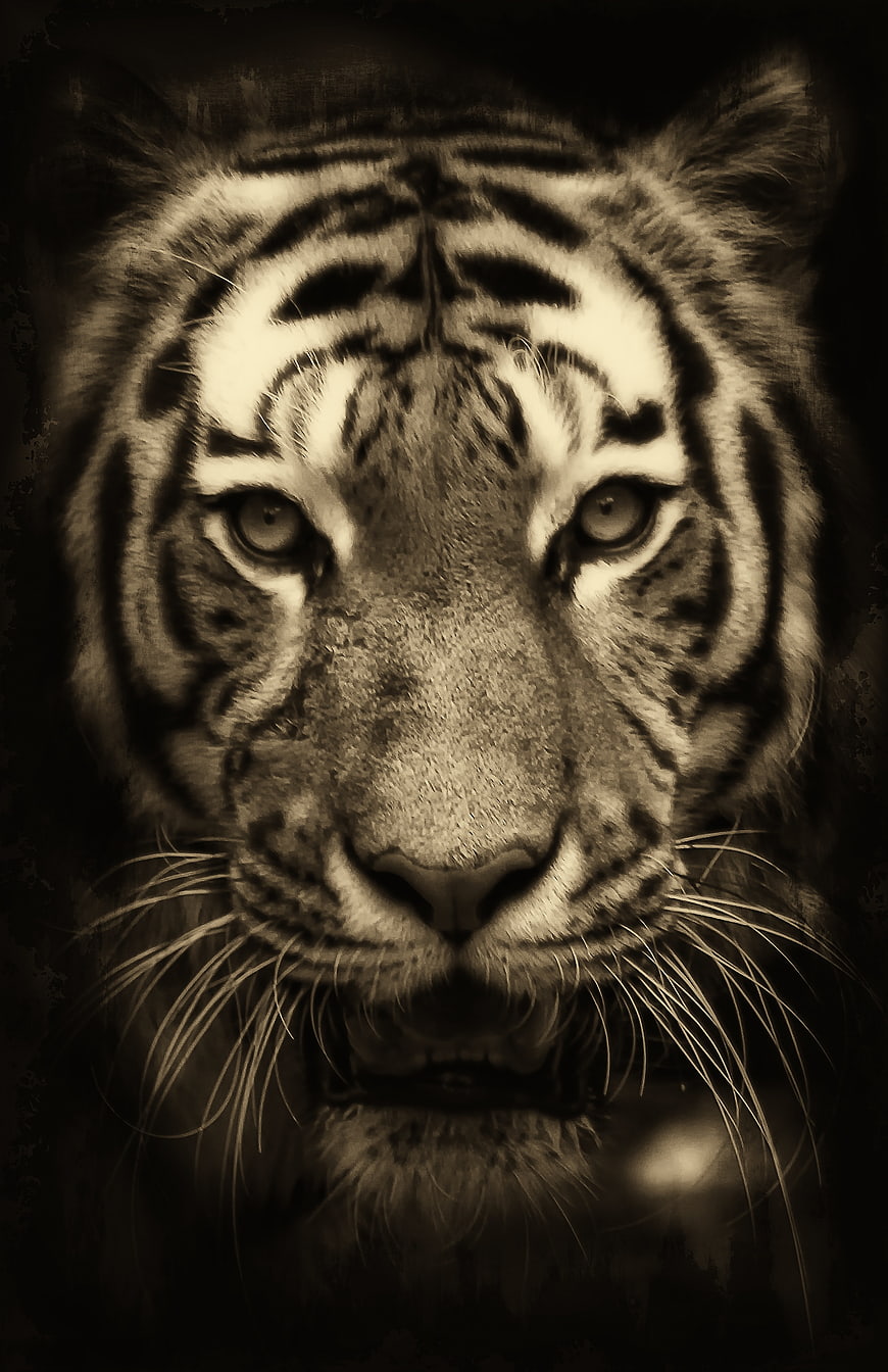 Sepia Tiger Close Up Portrait Dramatic Wild Animal Face