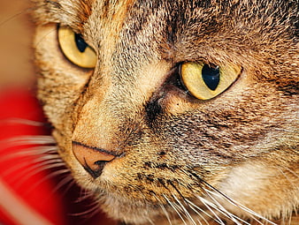 Close-up portrait of a brown tabby cat with yellow eyes