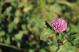 Pink Clover Blossom in Green Meadow