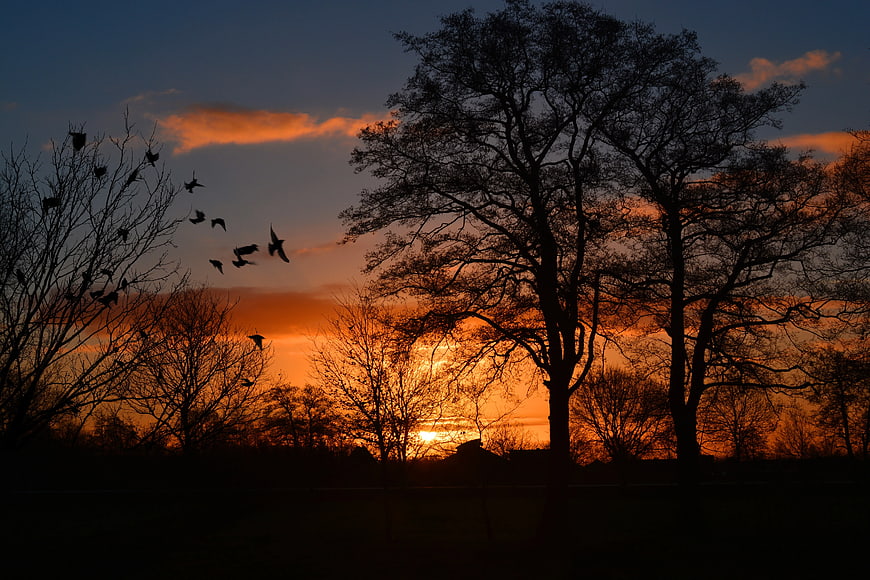 Silhouetted Trees and Birds Against Vibrant Orange Sunset Sky