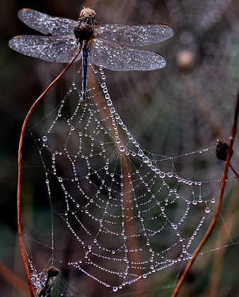 Dragonfly resting on dew-covered spider web
