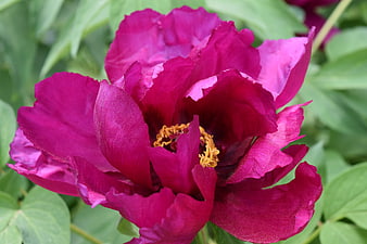 Vibrant Deep Pink Peony Flower Close-Up