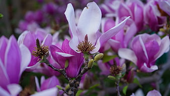 Close-up of blooming pink magnolia flowers on a branch