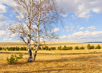 Lone Birch Tree in Golden Autumn Steppe Landscape