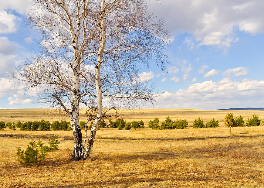 Lone Birch Tree in Golden Autumn Steppe Landscape