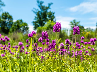 Vibrant Purple Wildflowers in Green Meadow Under Blue Sky