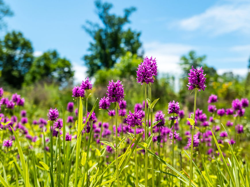 Vibrant Purple Wildflowers in Green Meadow Under Blue Sky