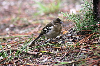 Small bird foraging on forest floor with pine needles