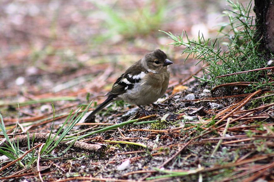 Small bird foraging on forest floor with pine needles